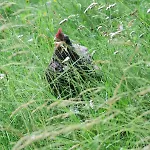 Farm stay Graslandhof Neumarkt in Steiermark