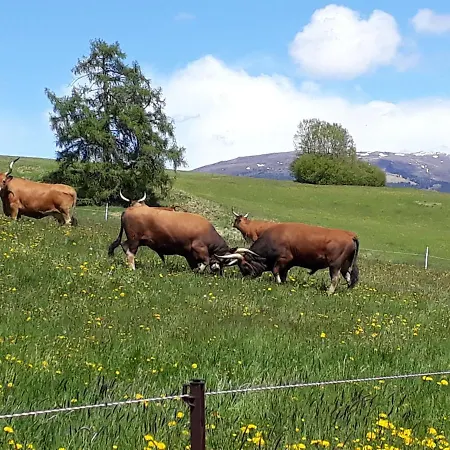 Graslandhof Agroturismo Neumarkt in Steiermark
